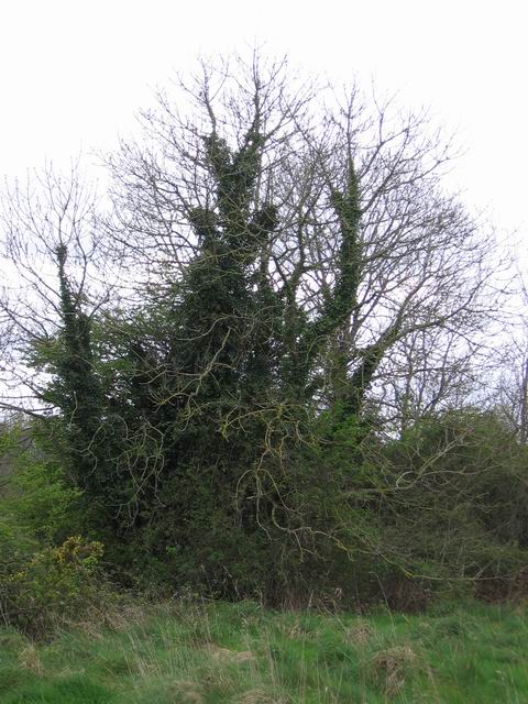 Obrostlý strom tn_1941.jpg