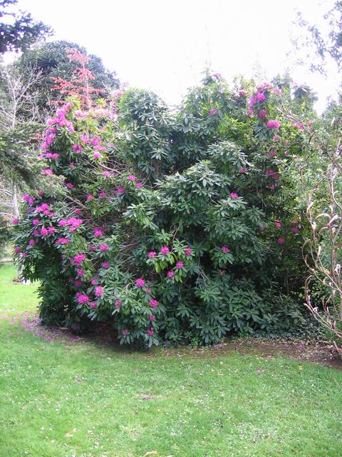 Rododendrón tn_2383.jpg