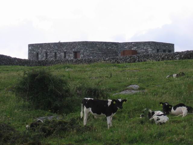 Krávy tn_2946.jpg