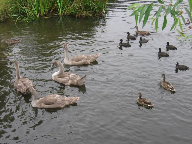 Lough neagh tn_3278.jpg