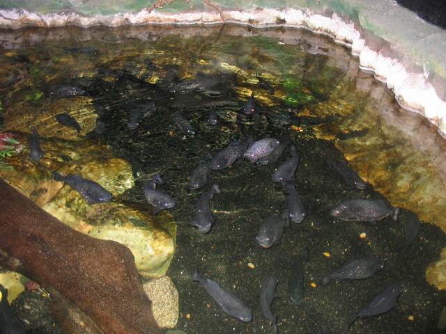 Piraňa tn_0840.jpg