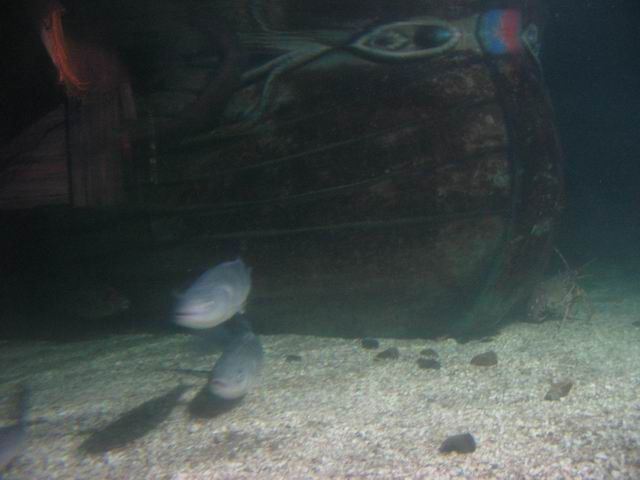 Ryby a krab tn_0854.jpg