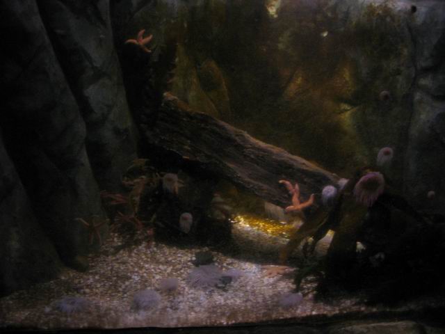 Mořské hvězdice tn_0855.jpg