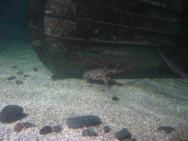 Krab tn_0856.jpg