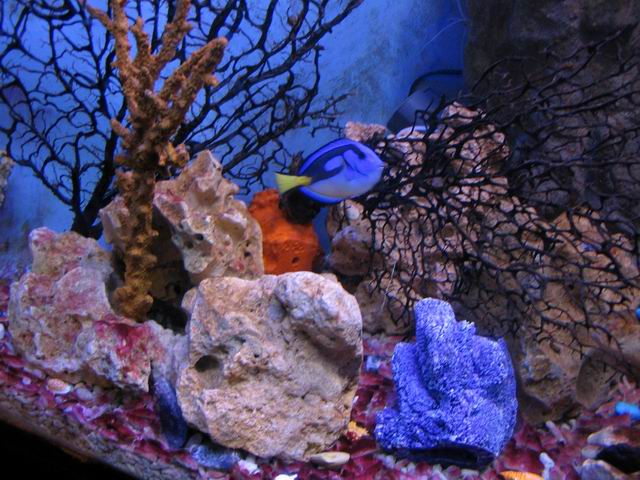 Nemo tn_0861.jpg