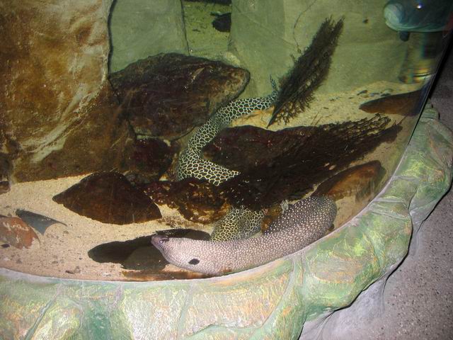 Úhoř tn_0870.jpg