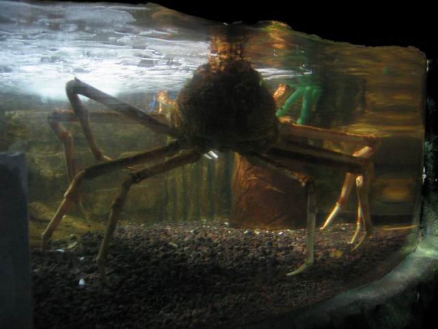 Mořský pavoučí krab tn_0874.jpg