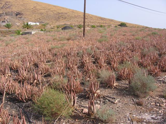 Aloe vera tn_6998.jpg