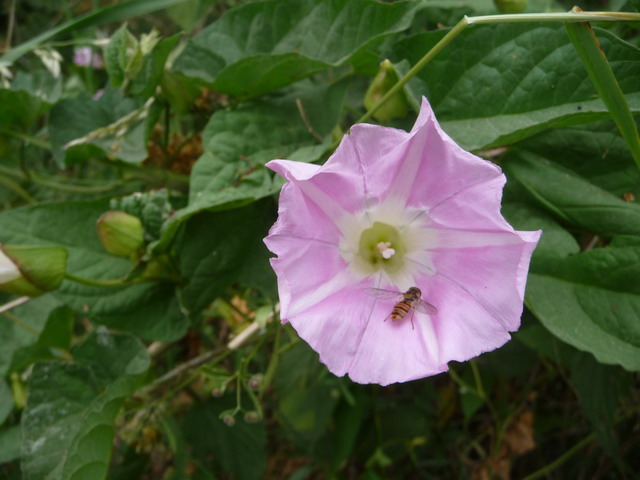 Na kliknut zave okno